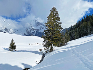 Fototapeta na wymiar Picturesque canopies of alpine trees in a typical winter atmosphere after snowfall over the Obertoggenburg alpine valley and in the Swiss Alps - Unterwasser, Switzerland (Schweiz)