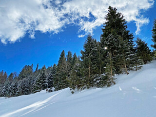 Picturesque canopies of alpine trees in a typical winter atmosphere after snowfall over the Obertoggenburg alpine valley and in the Swiss Alps - Unterwasser, Switzerland (Schweiz)