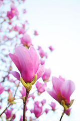 Obraz premium 赤いモクレンの花を見上げる