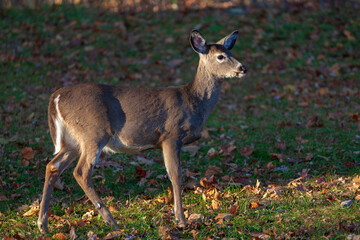Whitetail deer in Virginia in the fall