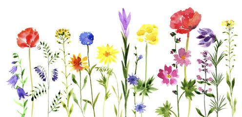 Obraz premium watercolor drawing green grass and wild flowers at white background, hand drawn illustration