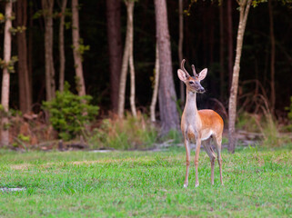 Proud young deer buck