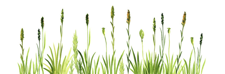 watercolor drawing green grass at white background, hand drawn illustration