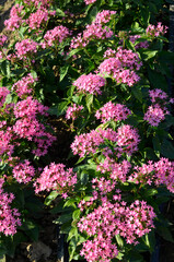 Obraz premium pink pentas lanceolata flower in the outdoor garden 