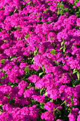 pink phlox drummondii flower in outdoor garden