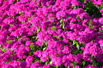 pink phlox drummondii flower in outdoor garden