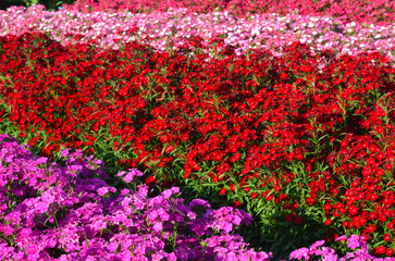 pink phlox drummondii flower in outdoor garden