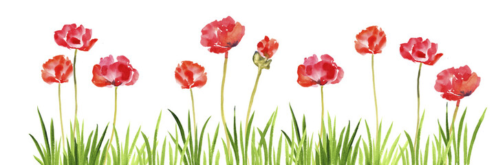 watercolor drawing green grass and red poppy flowers at white background, hand drawn illustration