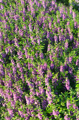 Waew Wichian flower or Angelonia goyazensis flower background, for get me not flower of Thailand