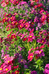 Fototapeta premium Pink and purple cosmos flower in the outdoor​ garden​