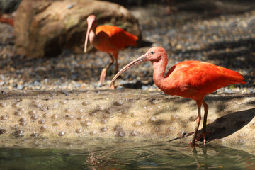 Close up  the scarlet ibis is beautiful bird