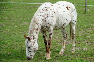 Koń biały cętkowany maści tarantowatej - obrazy, fototapety, plakaty