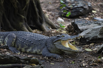 The thai crocodile rest on the garden