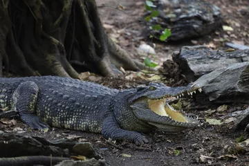 Rolgordijnen The thai crocodile rest on the garden © pumppump