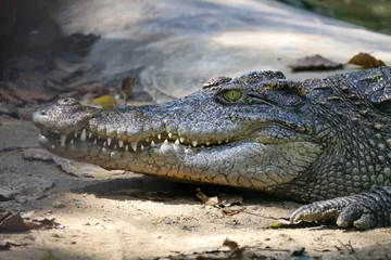 Poster Close-up krokodil is actie show hoofd in de tuin © pumppump