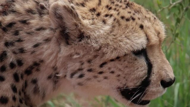 cheetah on a walk, close up,  slow motion