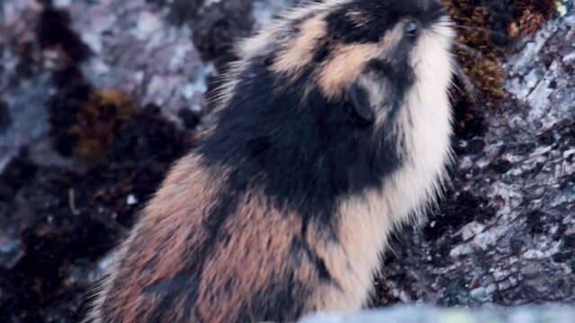Norwegian lemming (Lemmus lemmus) appetitive behavior: feeds on green leaves of moss fruits in mountain rocky tundra. Endemic of Scandinavia and sample of famous suicidal unrestrained mass migrations