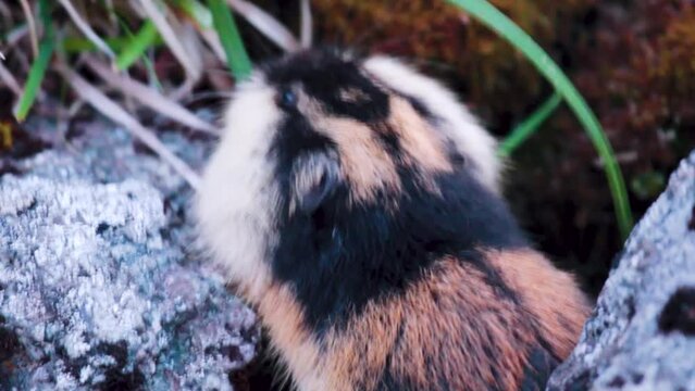 Norwegian lemming (Lemmus lemmus) appetitive behavior: feeds on green leaves of sedge in mountain rocky tundra. Endemic of Scandinavia and sample of famous suicidal unrestrained mass migrations
