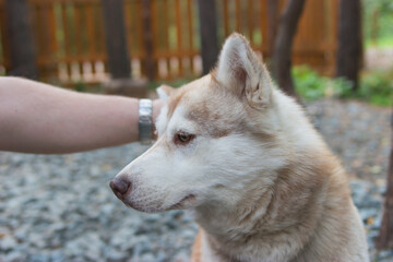 Sad emotion on siberian red husky muzzle in private area.