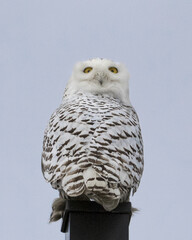 White owl with head turned 180 degrees