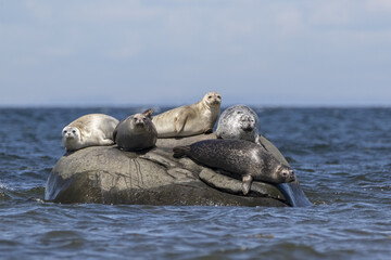 Five Common Seals resting on rock island in blue sea water