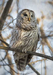 Closeup of grayish Barred Owl perching on tree branch in winter