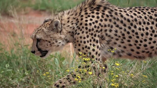 cheetah on a walk