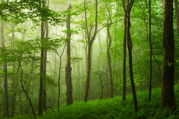 Foggy morning in the Naugatuck forest