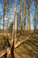 Fototapeta premium A fallen tree in a forest in the sunlight after a storm