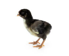 black chick wyandotte isolated on white background.