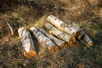 Blocks of wood in a forest for forest maintenance in the sunlight