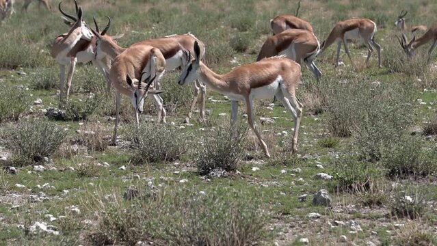 herd of springboks