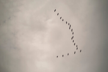 flock of birds flying in the cloudy sky
