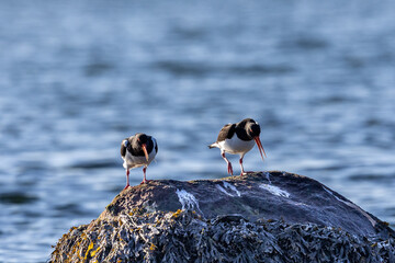 Two oyster catcher birds standing on a rock with blurry ocean background.