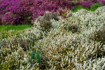 Close up of beautiful flowering purple and white heather, Calluna Vulgaris, in the Glen of Aherlow, Tipperary, Ireland. 