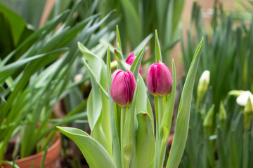 Spring purple tulips flowers in the garden