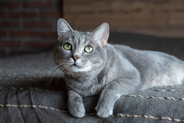 Beautiful cute gray cat with green eyes. The pet lies on the bed.