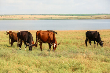 Fototapeta premium Cute cows grazing on green pasture