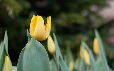 Spring yellow tulips flowers in the garden