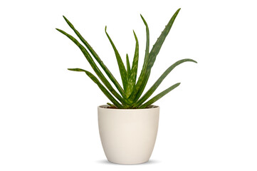 Aloe vera in a pot on a white table. Place for text, copy space, layout.