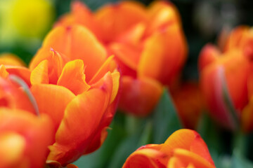Spring orange tulips flowers in the garden