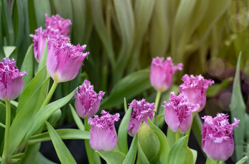 Spring purple tulips flowers in the garden