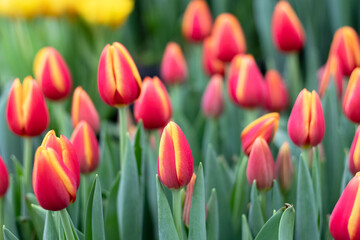 Spring red tulips flowers in the garden