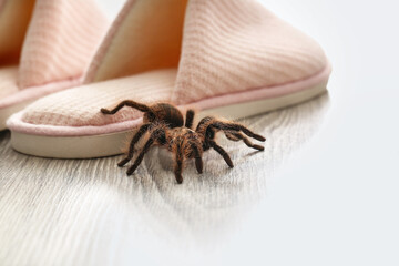 Scary tarantula spider on slippers in room, closeup