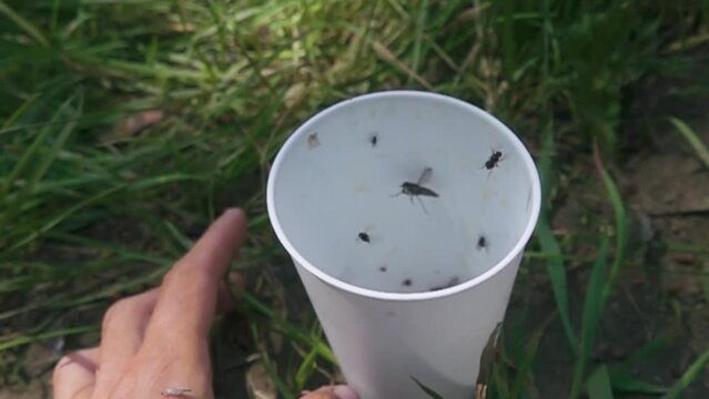 Plastic glass with flies, insects fly out. Super slow motion 1000 fps.