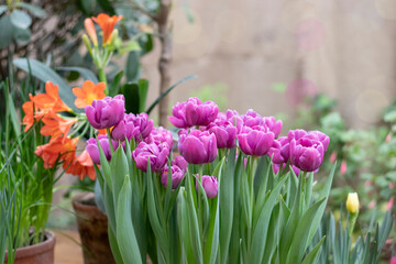 Spring purple tulips flowers in the garden