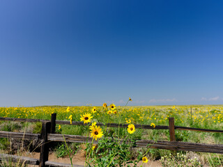 Field of Wild flowers and a wooden fence in a field