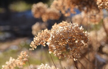 Dried hydrangea flowers, dry brown flowers of hortensia in garden after winter, vintage garden image.