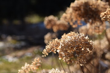 Naklejka premium Dried hydrangea flowers in garden after winter, vintage garden image.