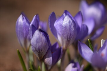 Closeup of purple snow crocus flowers, crocus flowers in early spring garden, sunny spring awakening.
